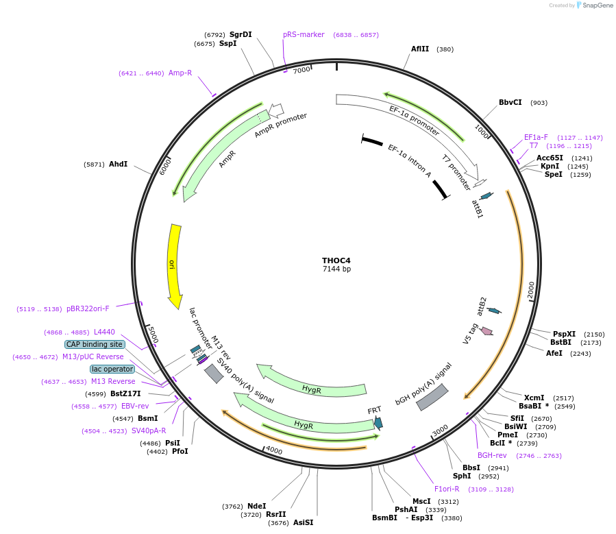 156083-plasmid-map-sequence-id-377084