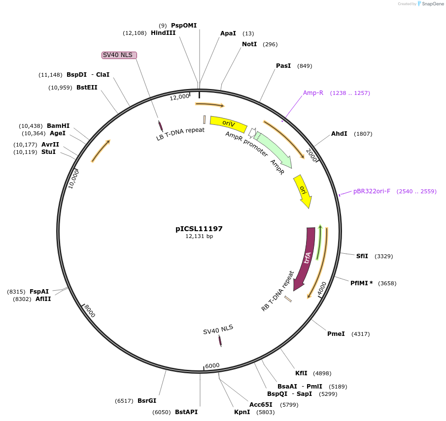 191784-plasmid-map-sequence-id-377098