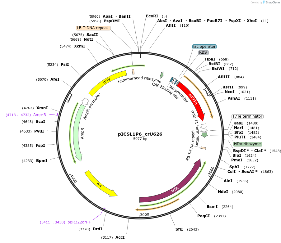 191781-plasmid-map-sequence-id-377102