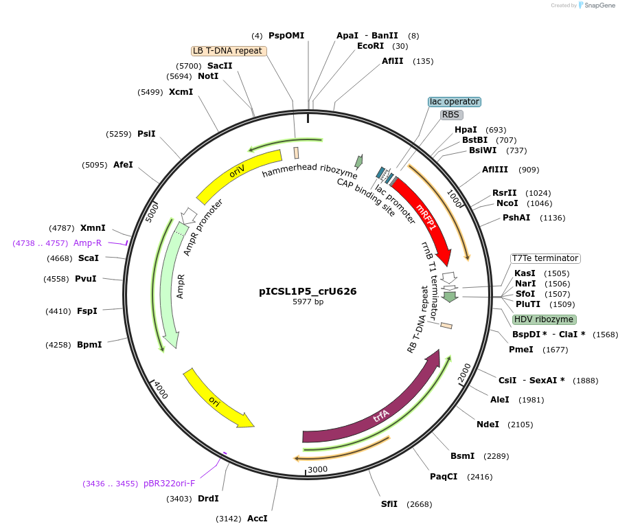 191780-plasmid-map-sequence-id-377103