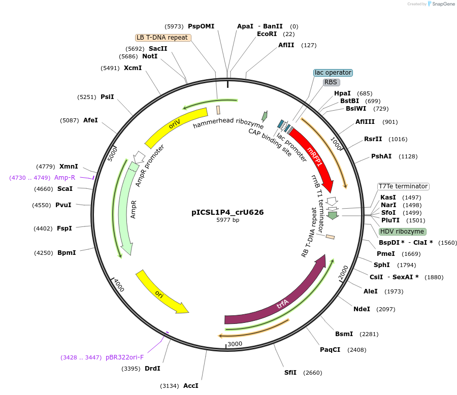 191779-plasmid-map-sequence-id-377104