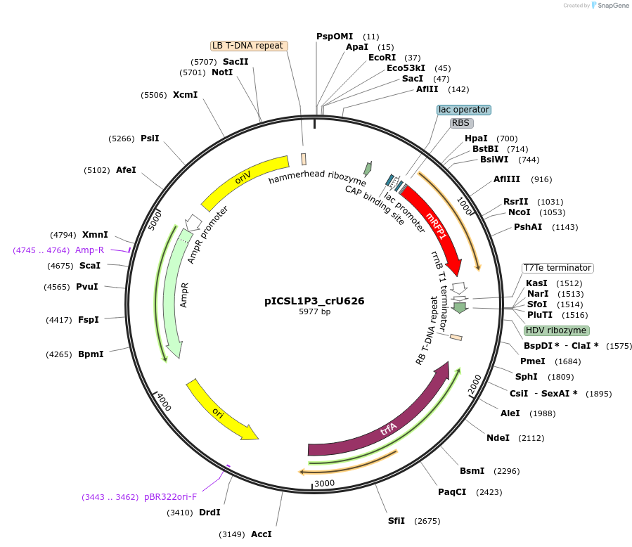 191778-plasmid-map-sequence-id-377105