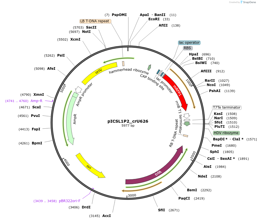 191777-plasmid-map-sequence-id-377106