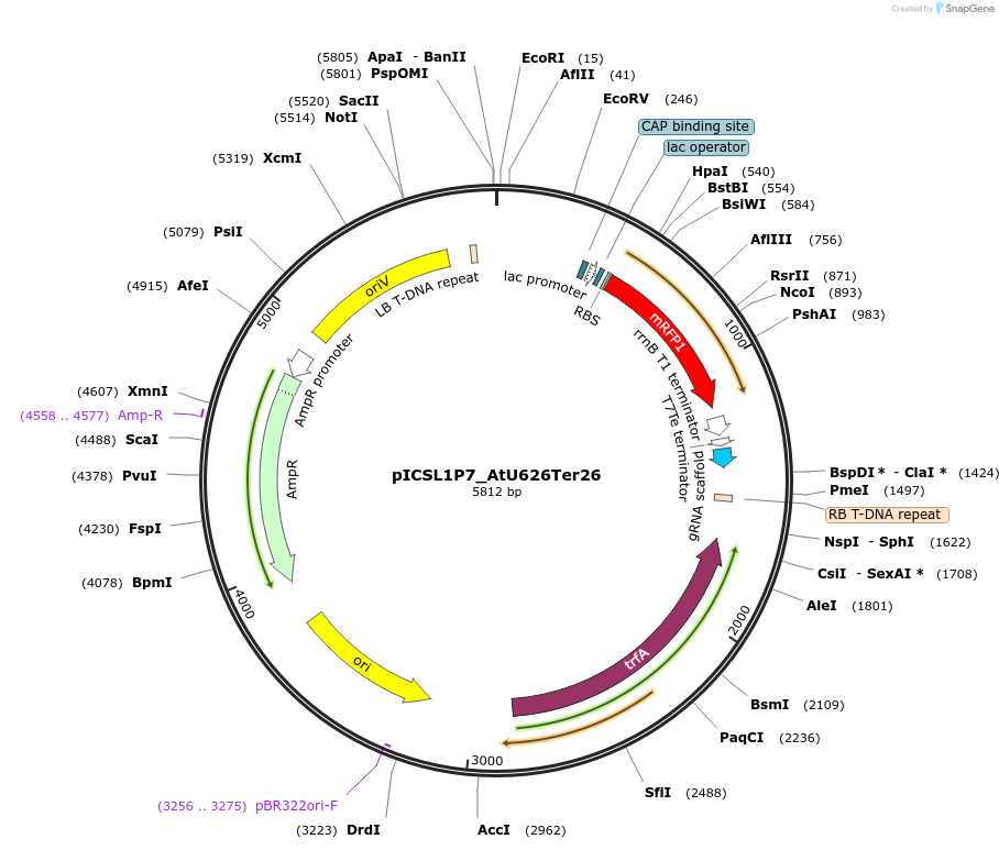 191775-plasmid-map-sequence-id-377108