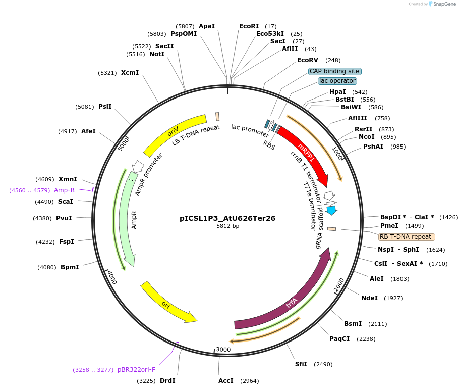 191771-plasmid-map-sequence-id-377113