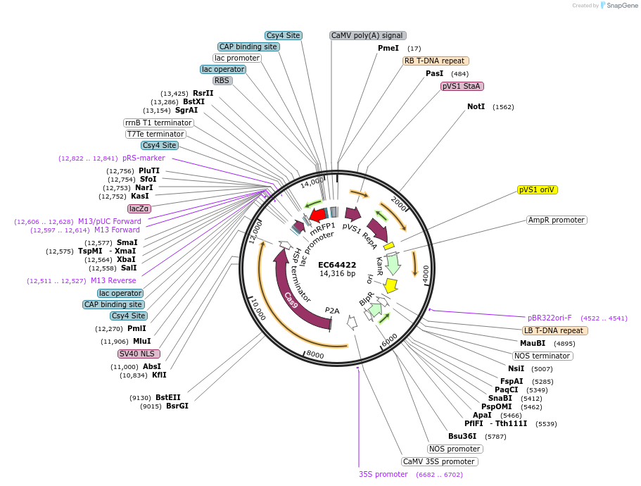 191768-plasmid-map-sequence-id-377119