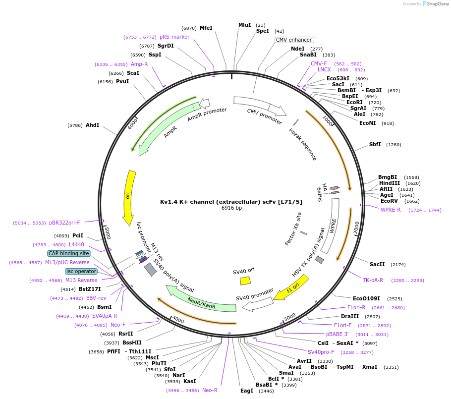 190517-plasmid-map-sequence-id-377123