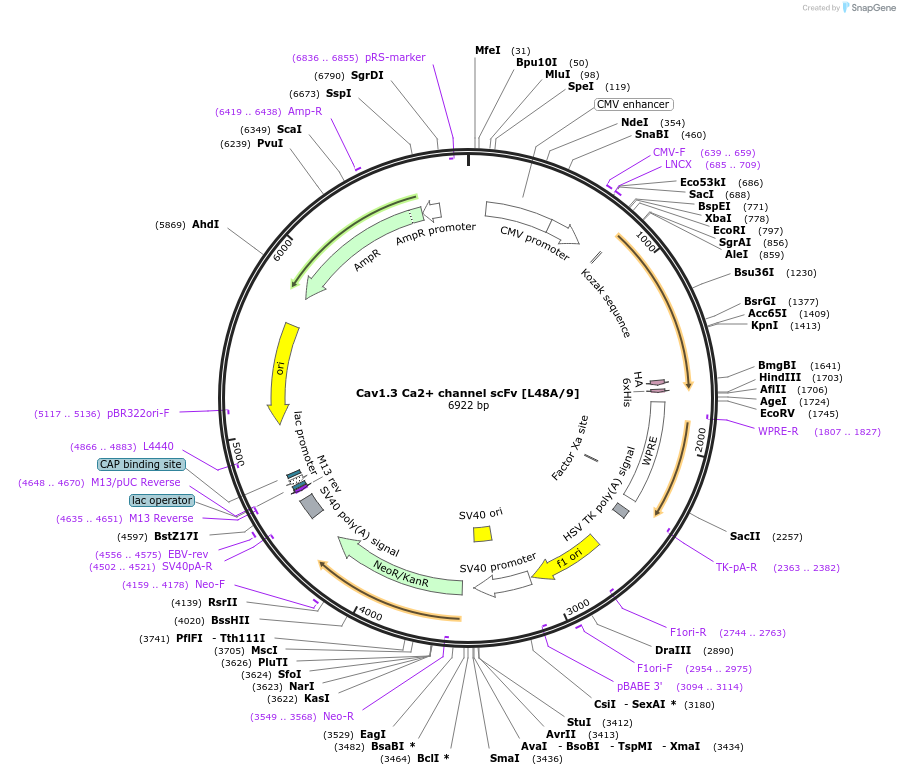 190515-plasmid-map-sequence-id-377125