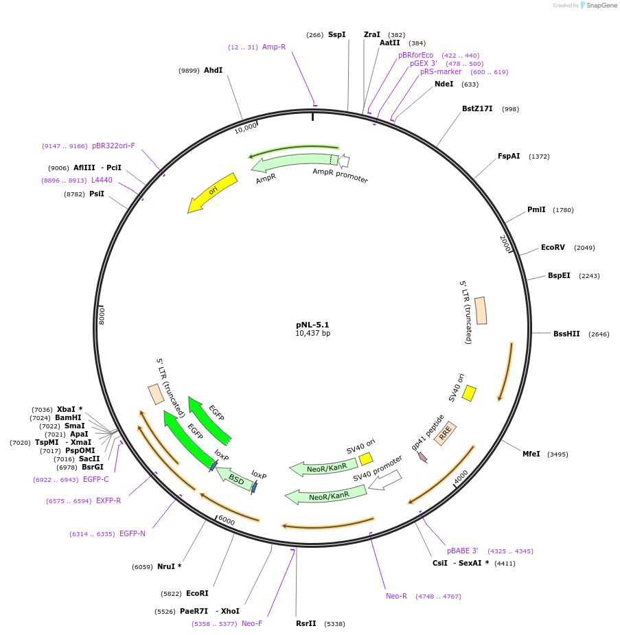 190589-plasmid-map-sequence-id-377126