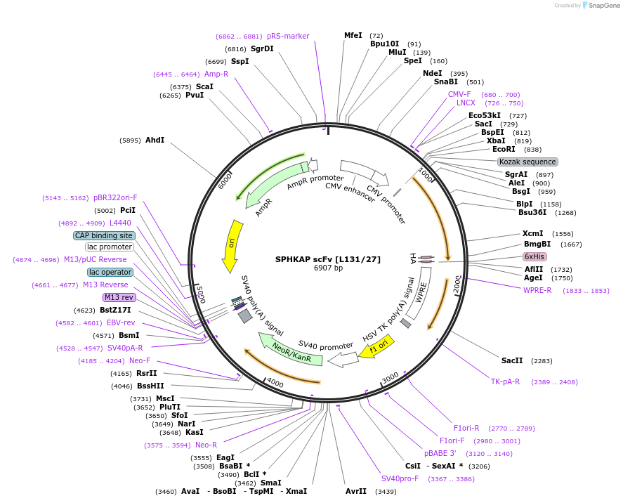 190513-plasmid-map-sequence-id-377128