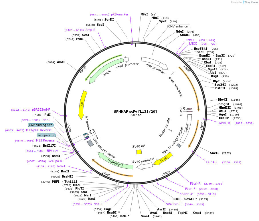 190512-plasmid-map-sequence-id-377129