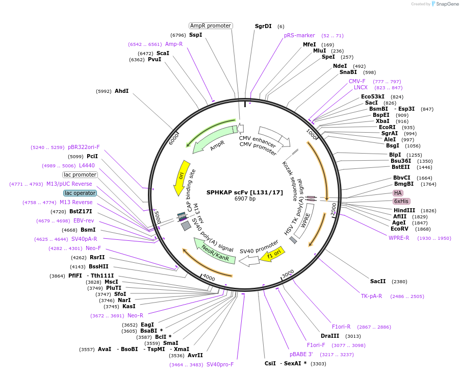190511-plasmid-map-sequence-id-377130