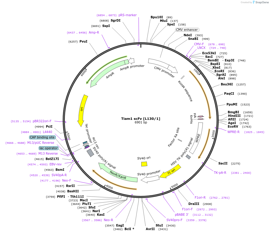 190510-plasmid-map-sequence-id-377131