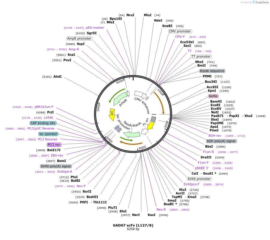 190509-plasmid-map-sequence-id-377132