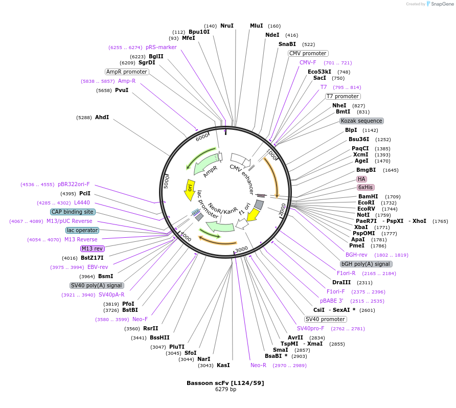 190508-plasmid-map-sequence-id-377133