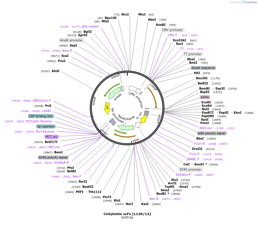 190507-plasmid-map-sequence-id-377134