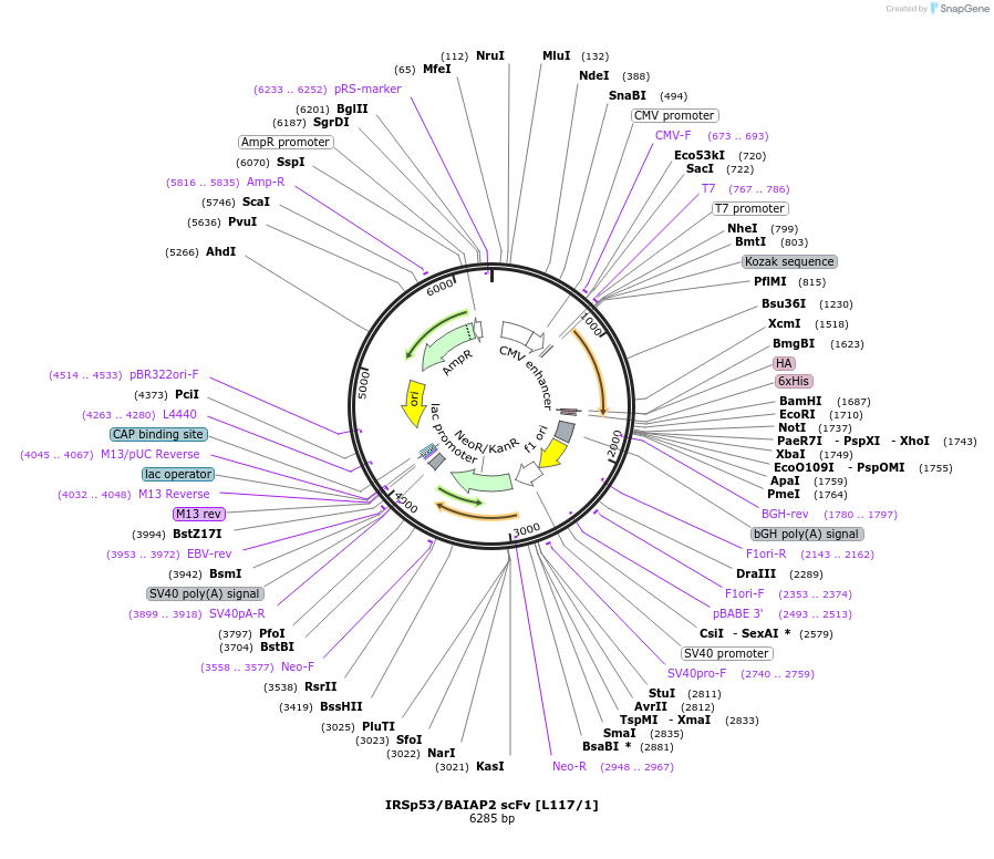 190506-plasmid-map-sequence-id-377135