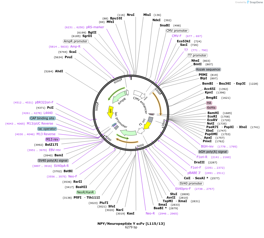 190505-plasmid-map-sequence-id-377137