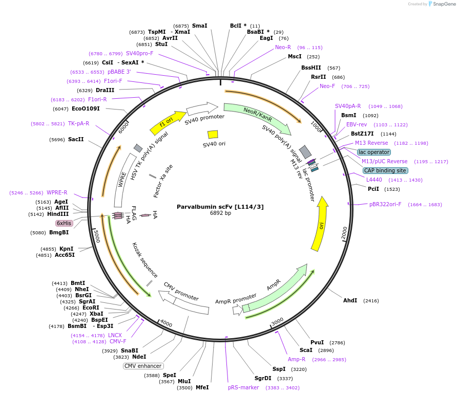 190504-plasmid-map-sequence-id-377138