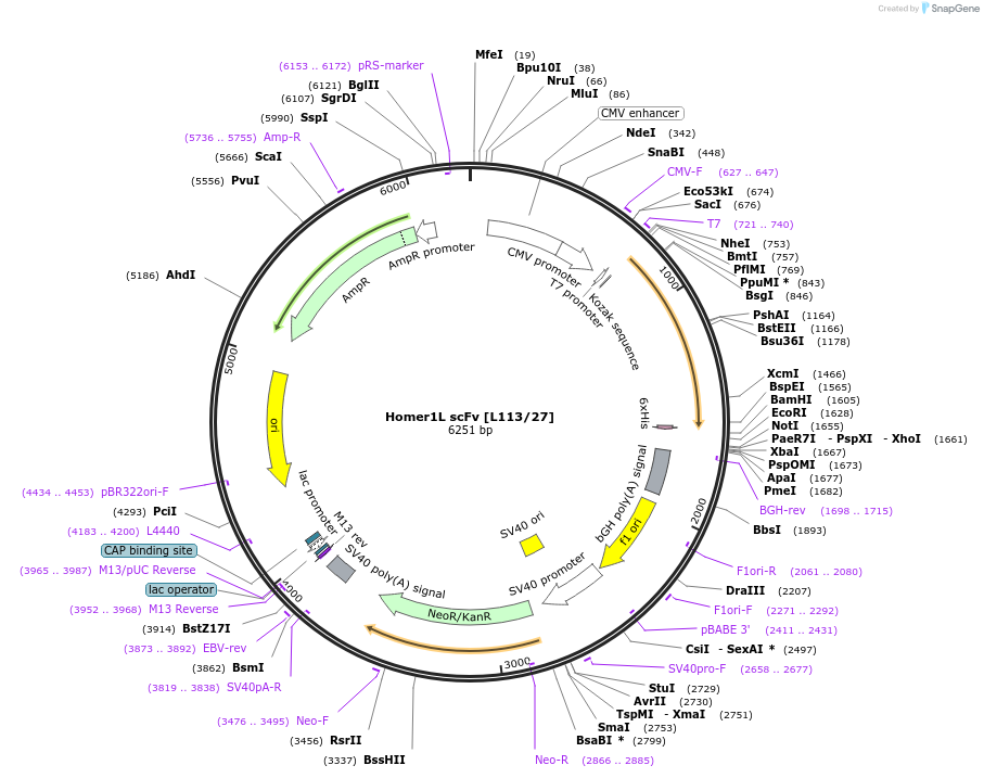 190502-plasmid-map-sequence-id-377140
