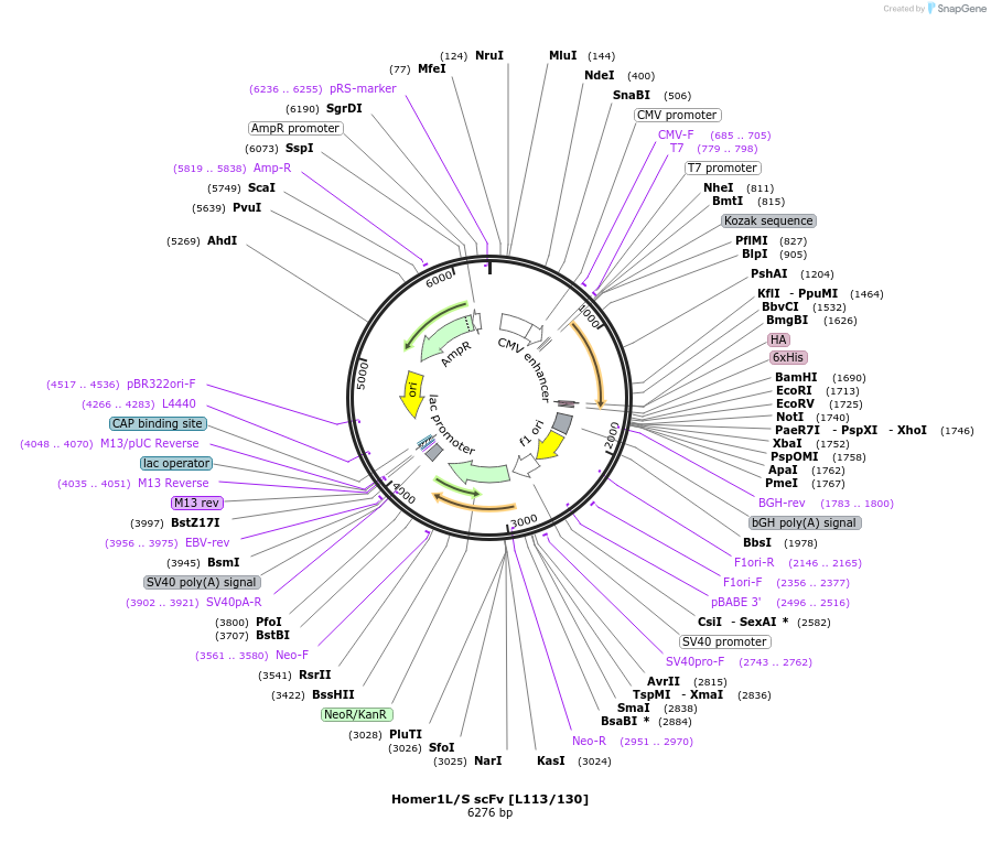 190501-plasmid-map-sequence-id-377142