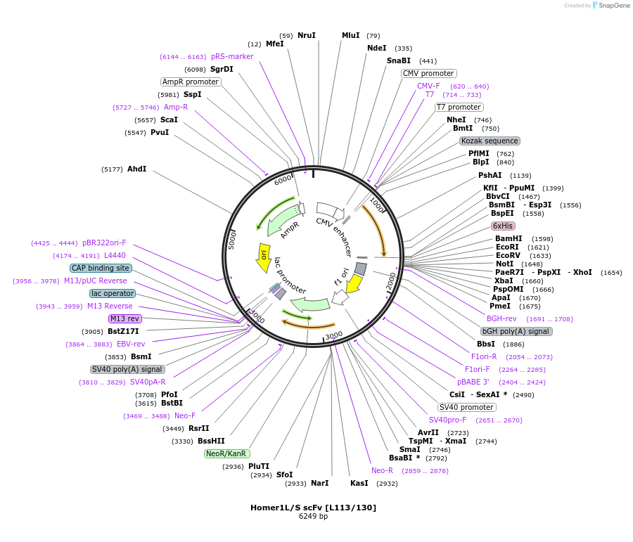 190500-plasmid-map-sequence-id-377145