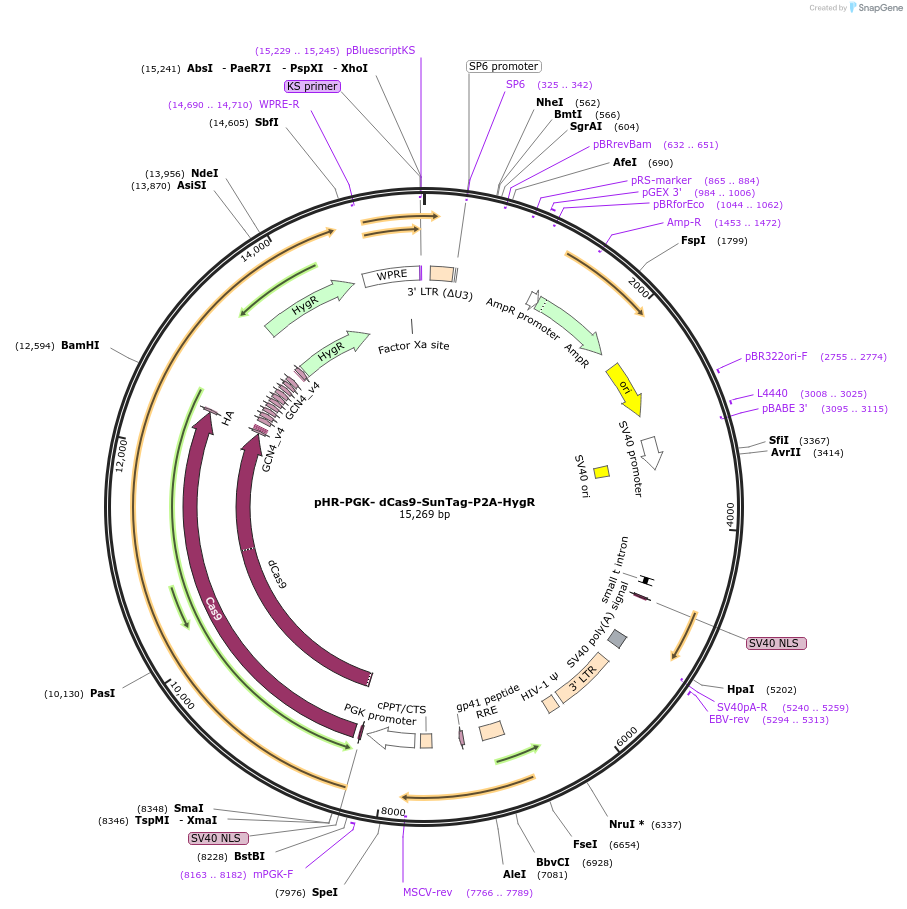 193137-plasmid-map-sequence-id-377148