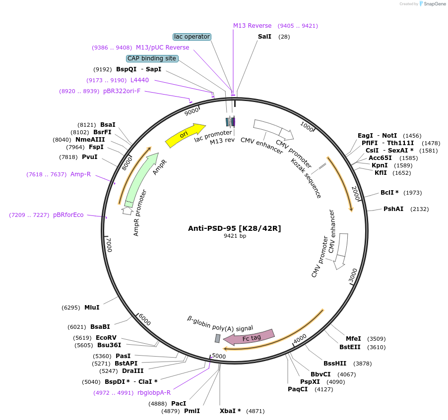 188197-plasmid-map-sequence-id-377161