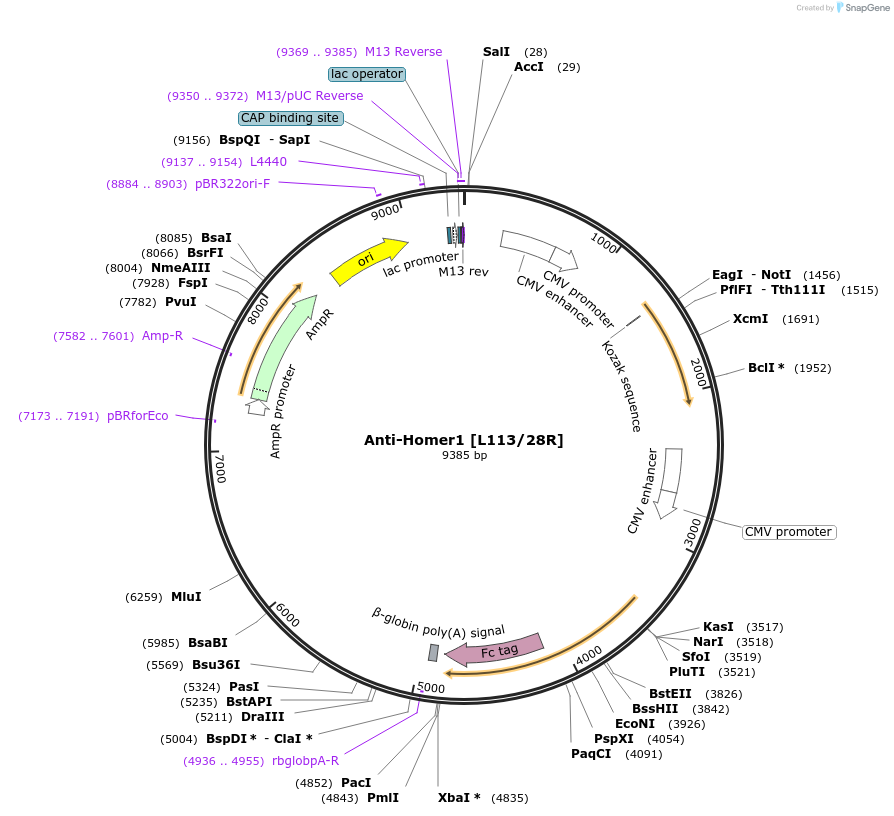 188189-plasmid-map-sequence-id-377176