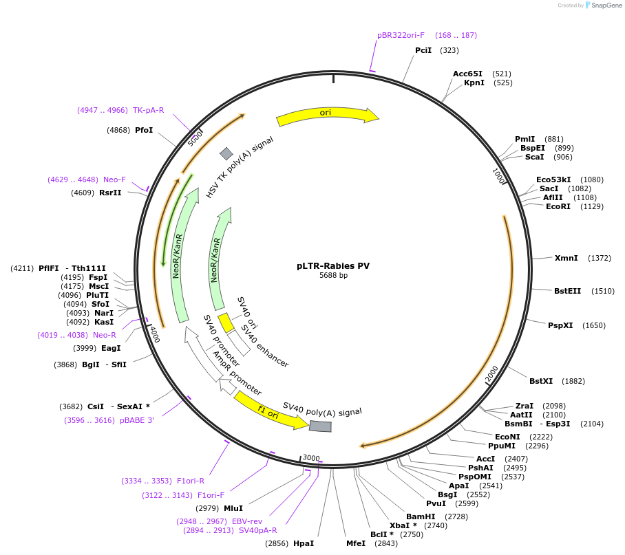 190897-plasmid-map-sequence-id-377181