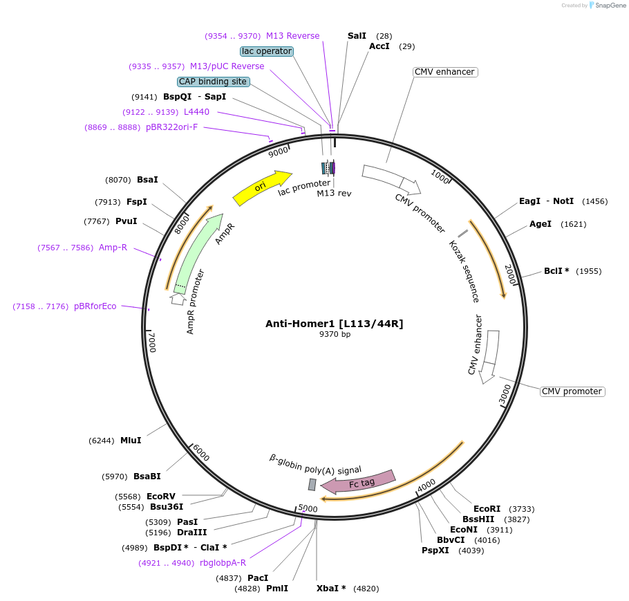 188186-plasmid-map-sequence-id-377187