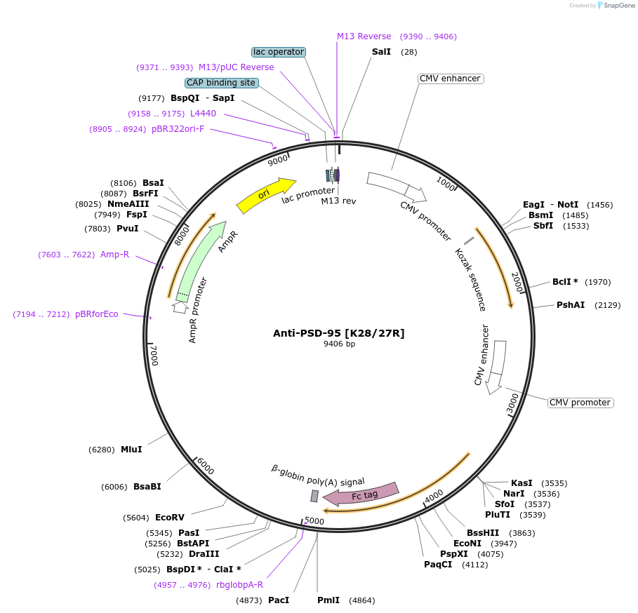 188195-plasmid-map-sequence-id-377190