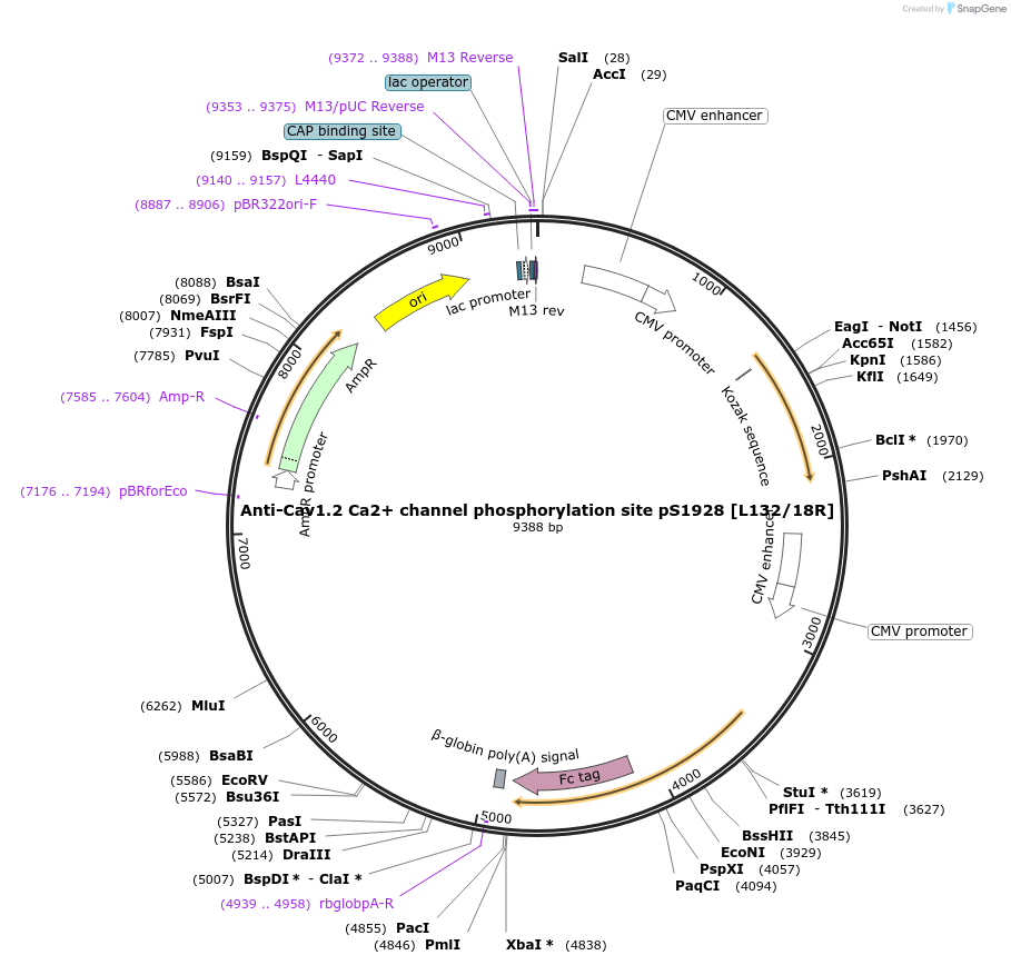 188193-plasmid-map-sequence-id-377192