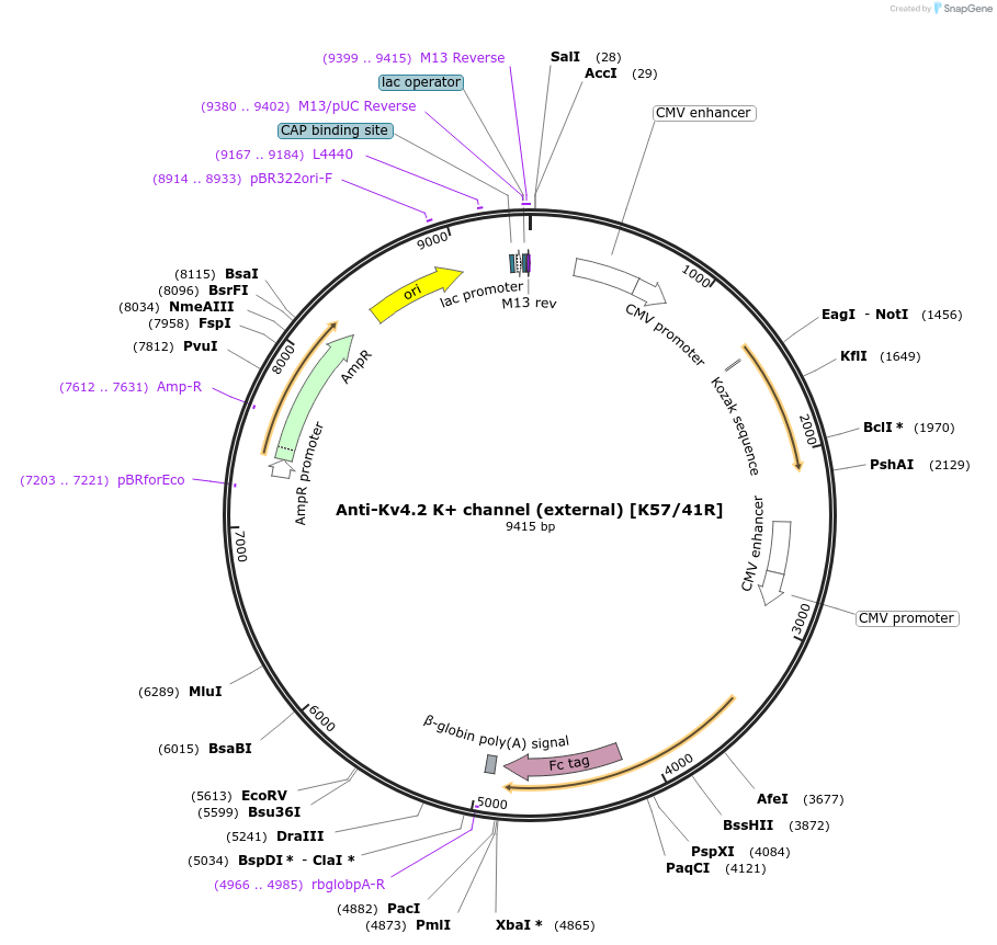 188174-plasmid-map-sequence-id-377195