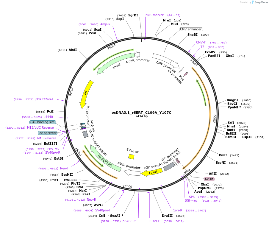 190174-plasmid-map-sequence-id-377202