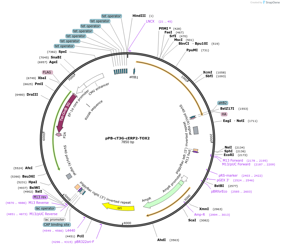 192920-plasmid-map-sequence-id-377204