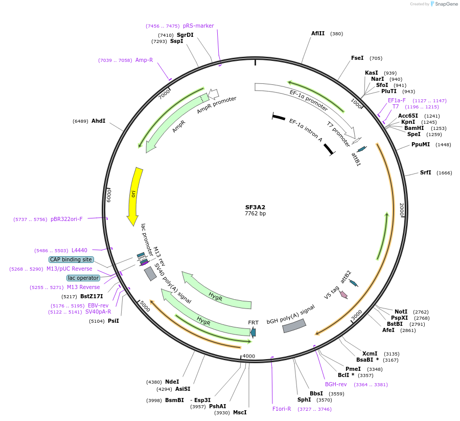 156001-plasmid-map-sequence-id-377214
