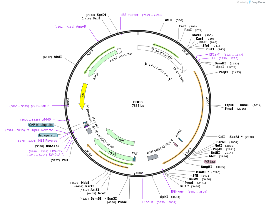 155561-plasmid-map-sequence-id-377216