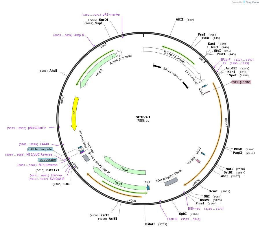 156004-plasmid-map-sequence-id-377218