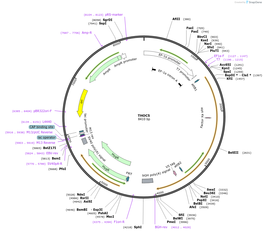 156084-plasmid-map-sequence-id-377219