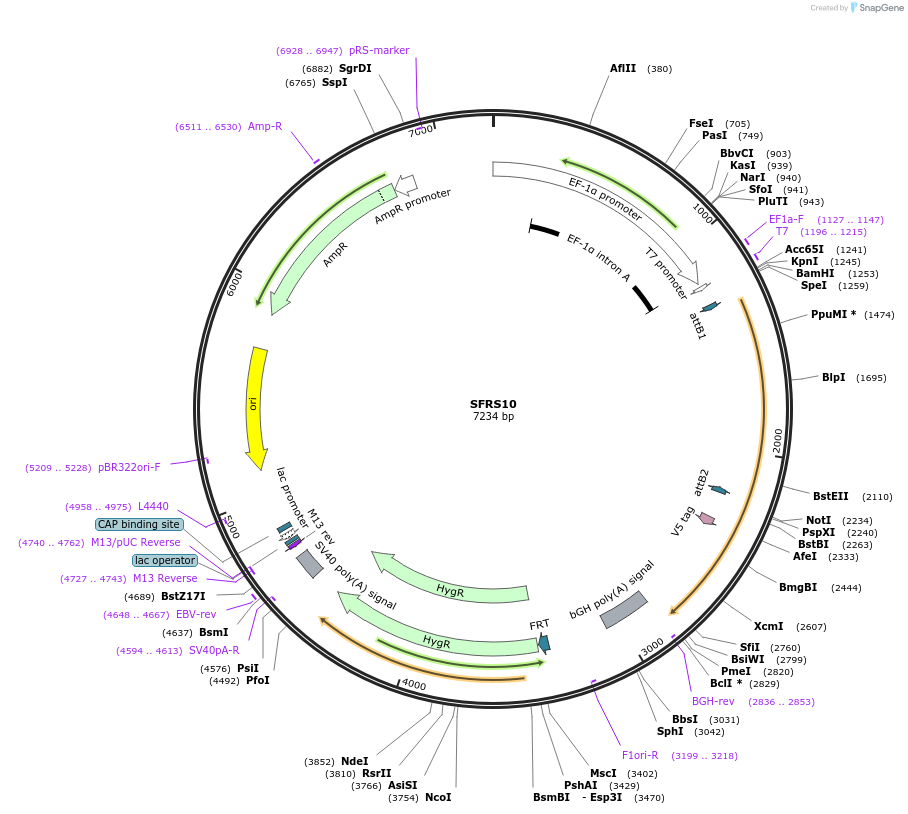 156007-plasmid-map-sequence-id-377220