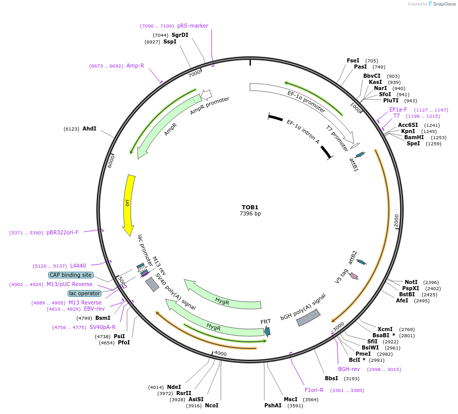 156089-plasmid-map-sequence-id-377223
