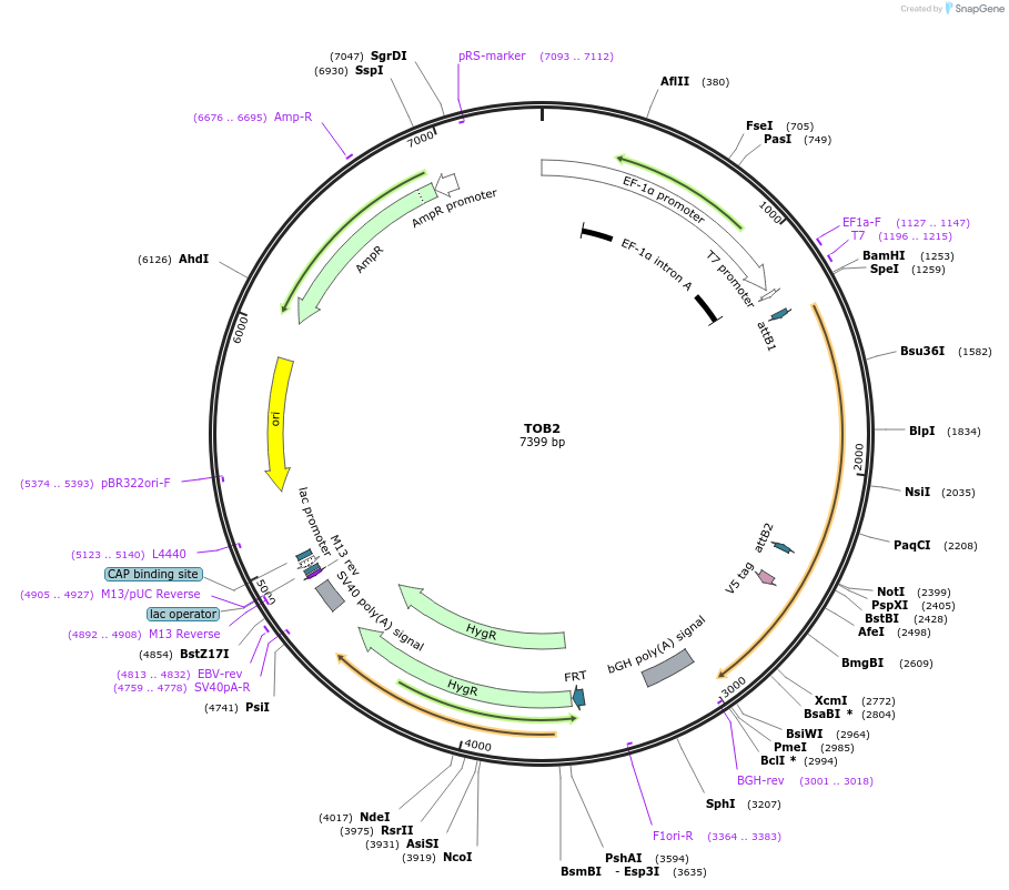 156090-plasmid-map-sequence-id-377224