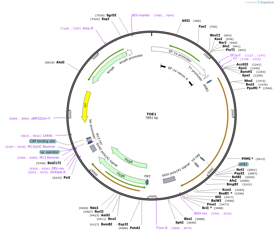 156091-plasmid-map-sequence-id-377226