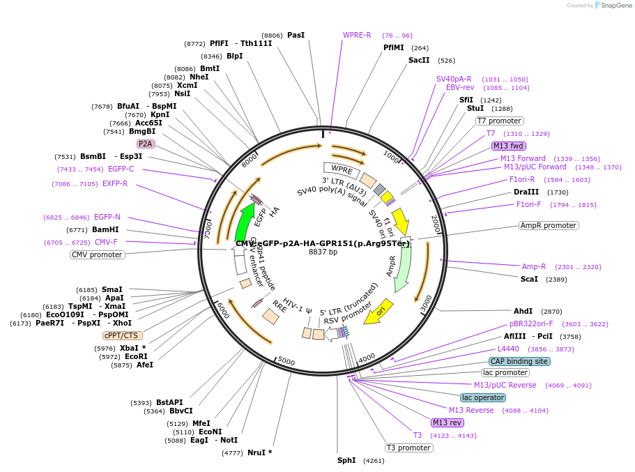 190134-plasmid-map-sequence-id-377247