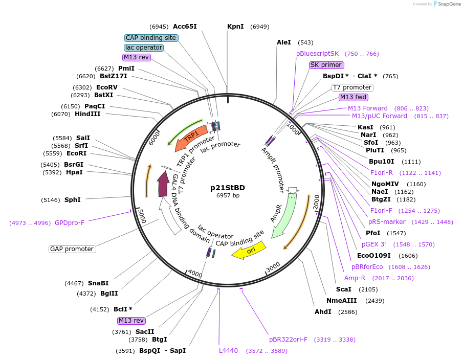 190269-plasmid-map-sequence-id-377250