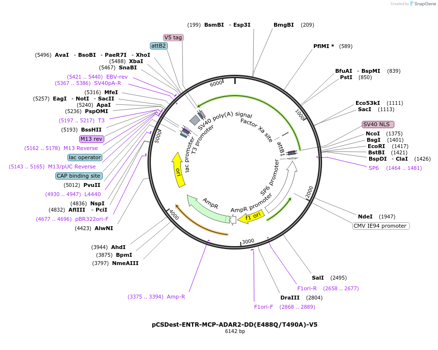 192714-plasmid-map-sequence-id-377312