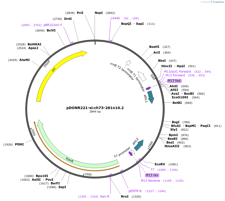 192716-plasmid-map-sequence-id-377316