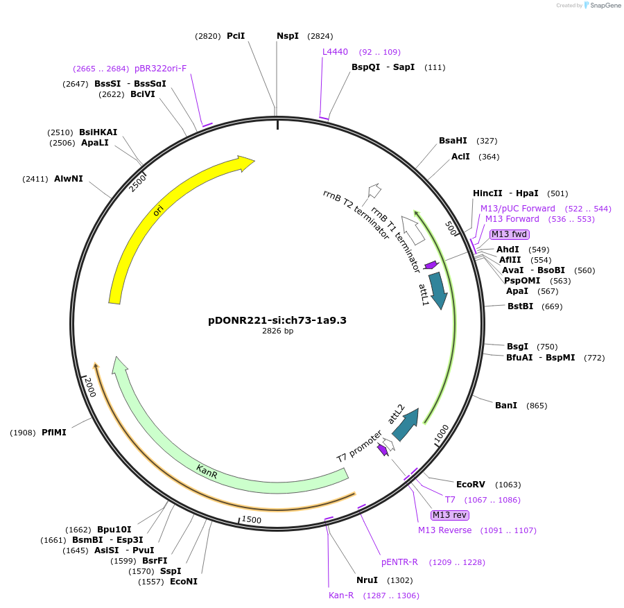192717-plasmid-map-sequence-id-377317