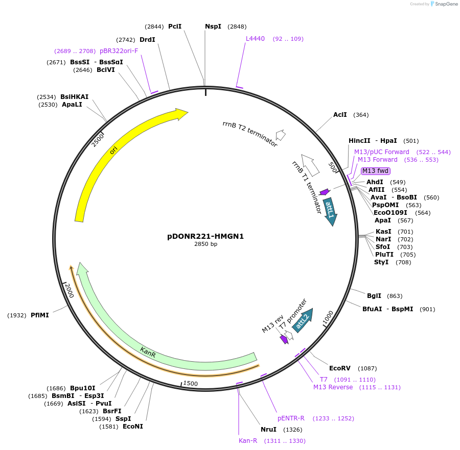 192718-plasmid-map-sequence-id-377319